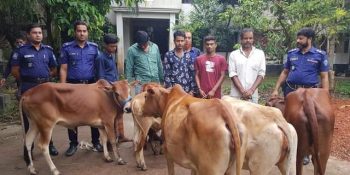 সোনাগাজীতে ৬টি চোরাই গরুসহ পাঁচ চোর গ্রেফতার | বাংলারদর্পণ